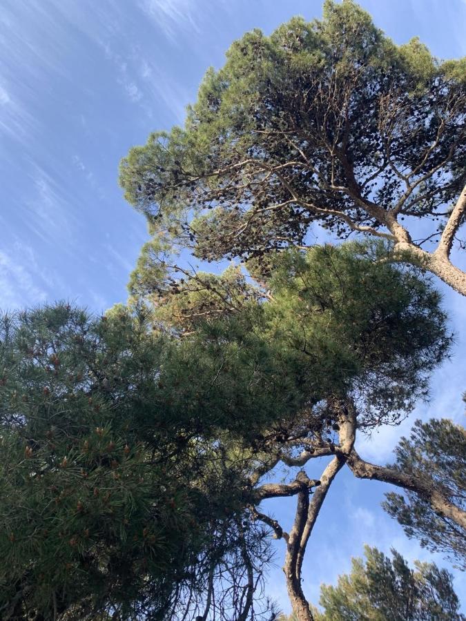 La Badine 5P Plage Piscine Clim Jacuzzi Parc Luxuriant Hyères Zewnętrze zdjęcie